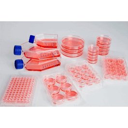 Nunclon Sphera T25 Cell Culture Flask, 25 cm2 culture area