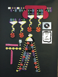 Protein Synthesis Manipulatives Kit