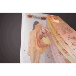 See-Through Sally Human Anatomy Display
