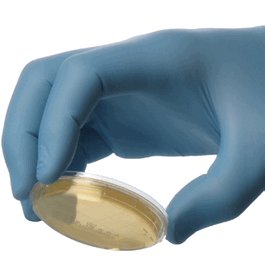 Sabouraud Dextrose (SabDex) Agar,15 x 60 mm Contact Plate