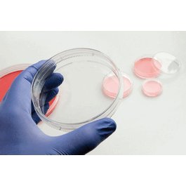 Nunc EasYDish Cell Culture Dishes with Nunclon Delta Surface Treatment, 100 mm, 56.7 cm2, height 17 mm, Sterile with Lid, 10/pk