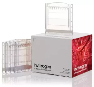 Invitrogen™ Novex™ Tris-Glycine Mini Protein Gels, 10–20%, 1.0 mm, WedgeWell™ format X