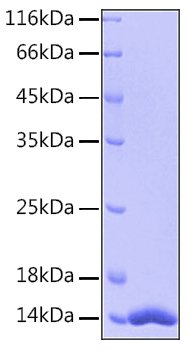 Recombinant Human FABP4/A-FABP/ALBP Protein