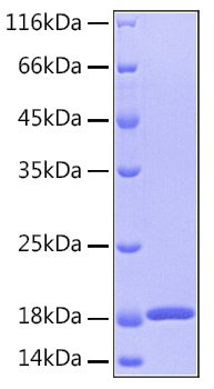 Recombinant Human GMF-Beta/GMFB Protein