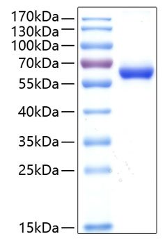 Recombinant Human HCVADR/CXADR Protein