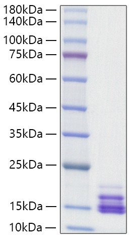 Recombinant Human CXCL9/MIG Protein