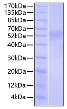 Recombinant Human B7-H2/ICOSLG/CD275 Protein