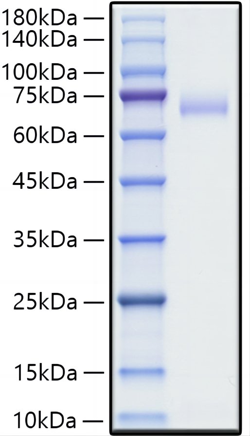 Recombinant Human SLAMF1/CD150 Protein