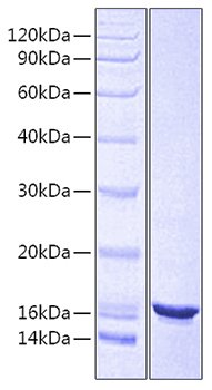 Recombinant Human CD24 Protein-VLP