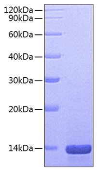 Recombinant Mouse Beta-nerve growth factor/NGFB Protein