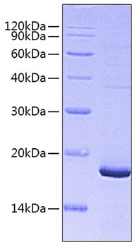 Recombinant Mouse Pleiotrophin/PTN Protein