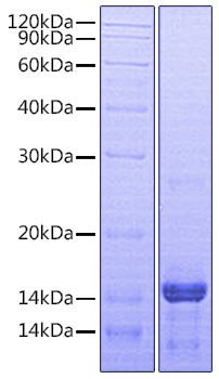 Recombinant Human Amphiregulin/AREG Protein