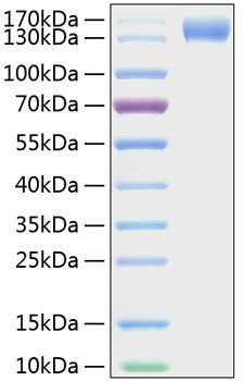Recombinant Mouse P-Selectin/SELP/CD62P Protein