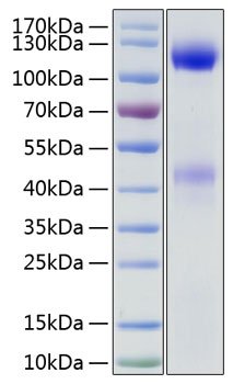 Recombinant Human Insulin Receptor/INSR/CD220 Protein