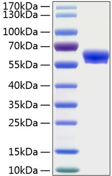 Recombinant Human Layilin/LAYN Protein