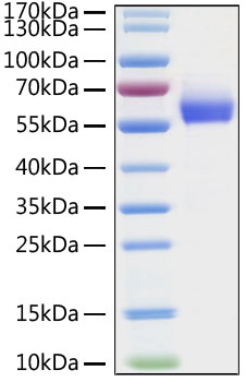 Recombinant HCoV-OC43 Hemagglutinin esterase/HE Protein
