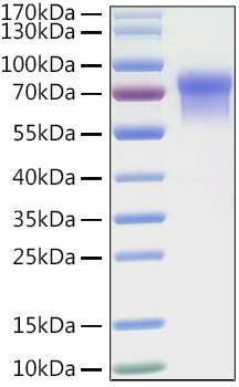 Recombinant Human LILRB1/ILT-2/CD85j Protein