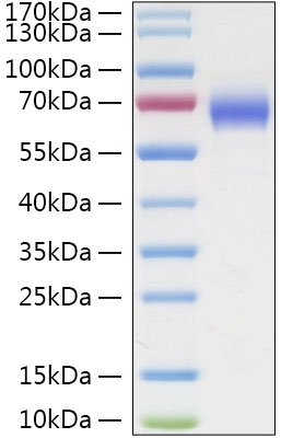 Recombinant Human LILRA3/ILT-6/CD85e Protein