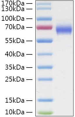 Recombinant Human LILRA3/ILT-6/CD85e Protein