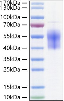 Recombinant Human B7-H6/NCR3LG1 Protein