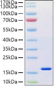 Recombinant Human REG-4 Protein
