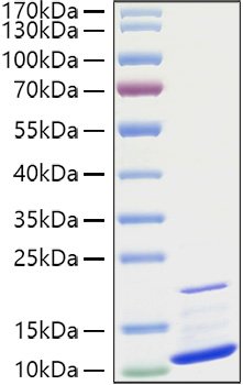 Recombinant Human CXCL3/GRO-gamma/MIP2-beta Protein