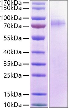 Recombinant Human LILRA1/LIR-6/CD85i Protein