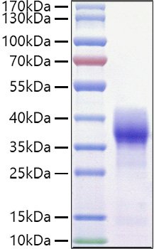 Recombinant Mouse Basigin/EMMPRIN/CD147 Protein