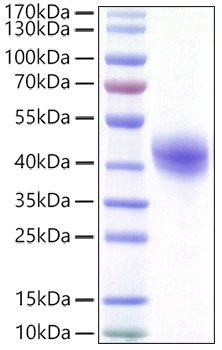 Recombinant Human DC-SIGN/CD209 Protein