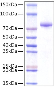 Recombinant Human Integrator complex subunit 14/VWA9/INTS14 Protein