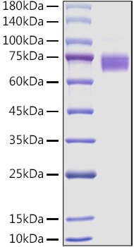 Recombinant Mouse Fc-epsilon RI-alpha/FCER1A Protein