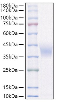 Recombinant Rat IL-4R alpha/CD124 Protein