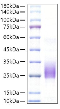 Recombinant Mouse BY55/CD160 Protein