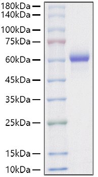Recombinant Mouse Asparaginyl endopeptidase/Legumain/LGMN Protein