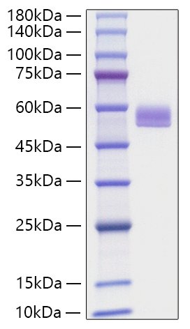 Recombinant Mouse Serpin F1/PEDF Protein