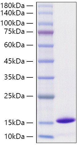 Recombinant Monkeypox virus D6L Protein