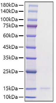 Recombinant Human CCL3/MIP-1 alpha Protein
