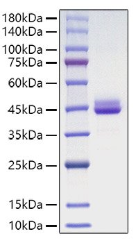 Recombinant Human CD9 Protein