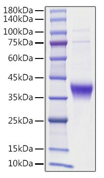 Recombinant human Ephrin-A3/EFNA3 Protein