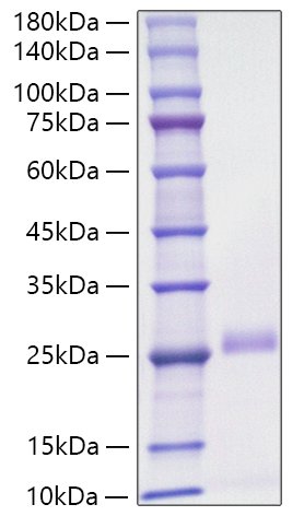 Recombinant Mouse VEGF-D/FIGF Protein