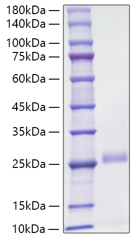 Recombinant Mouse VEGF-D/FIGF Protein