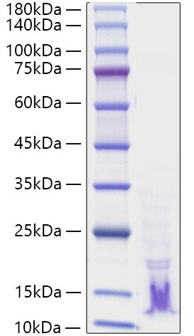 Recombinant Human TGF-alpha Protein