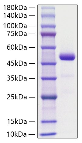 Recombinant Human Chemerin/RARRES2 Protein
