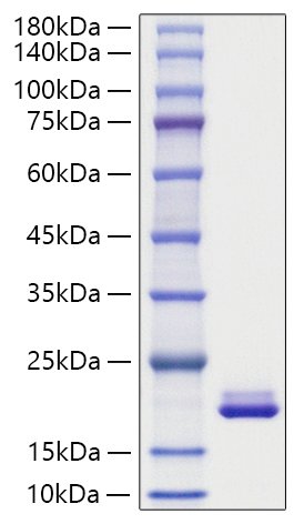 Recombinant Mouse MYDGF Protein