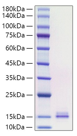 Recombinant Human CCL19/MIP-3 beta Protein