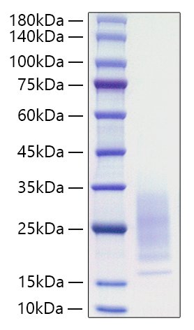 Recombinant Mouse IL-31 Protein