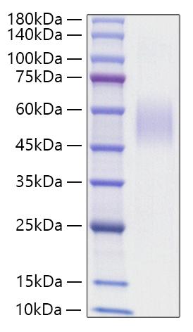 Recombinant Mouse MSR1/CD204 Protein
