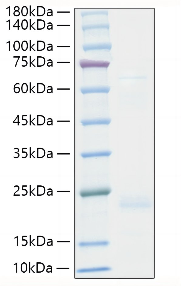 Recombinant Human TNF-beta Protein