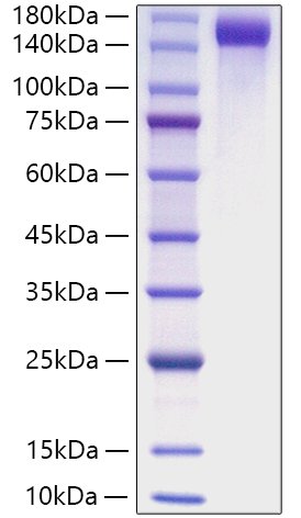 Recombinant Mouse CD163 Protein