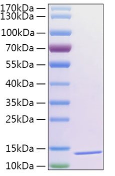 Recombinant Human Thioredoxin-2/MTRX/TXN2 Protein
